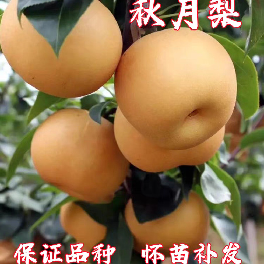 平邑县秋月梨树苗，晚秋黄梨，皇冠梨，绿宝石梨树苗，翠冠梨品种齐全
