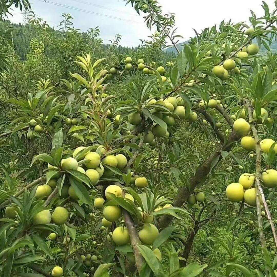 李子枝条，早熟蜂糖李嫁接枝条，端午节上市。