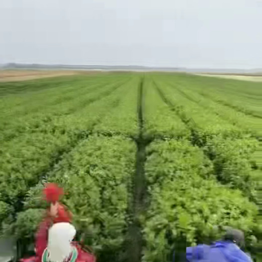 张家口张家口市万全区皇后芹菜.李宁。