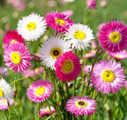 沭阳县永生菊种子花草种子公园景观花海花种子阳台庭院花卉种子花籽
