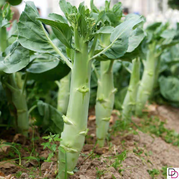 鸡腿芥兰种子 主苔粗壮肥大 现货直发