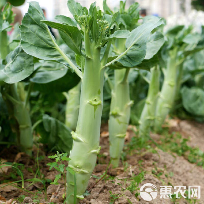 鸡腿芥兰种子 主苔粗壮肥大 现货直发