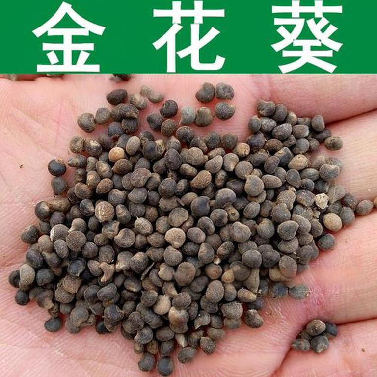 金花葵种子菜芙蓉无限开花观赏农业花卉产业观光野芙蓉黄蜀种子