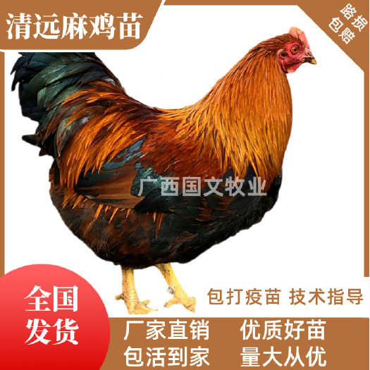 南宁清远麻鸡苗 清远麻1.5号 清远麻2号鸡苗   出厂疫苗