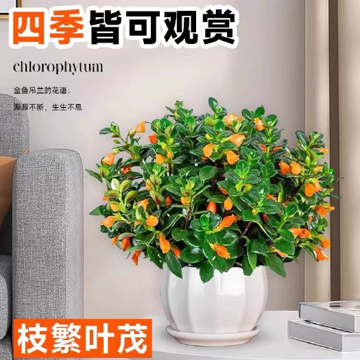 宿迁四季金鱼花吊兰盆栽室内绿植花卉多肉植物绿萝发财树好养植物花