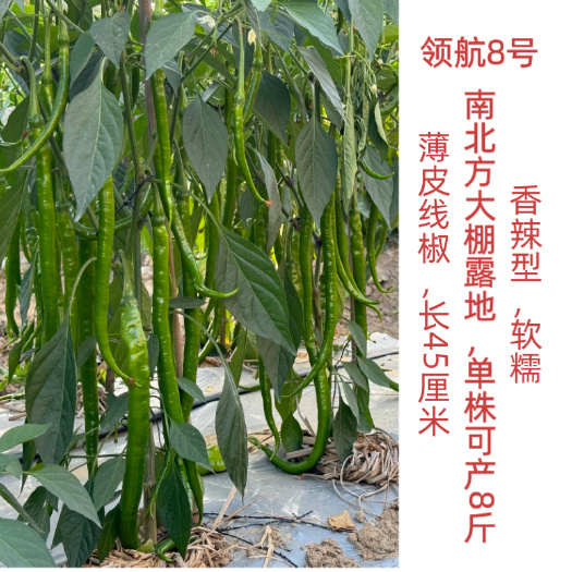 夏邑县8号线椒种子，早熟，易坐果采收期长，香辣味香