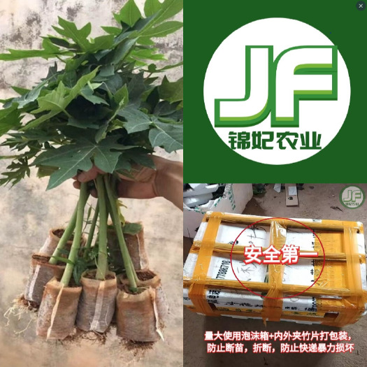 红心木瓜苗，大青木瓜苗。冰糖木瓜苗，红妃木瓜苗，黄金木瓜苗，