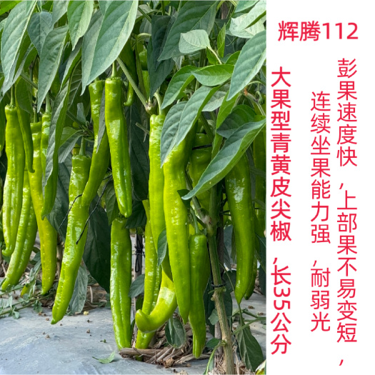夏邑县辉腾112大牛角椒种子，中早熟，黄绿色，辣味较浓，带果能力强