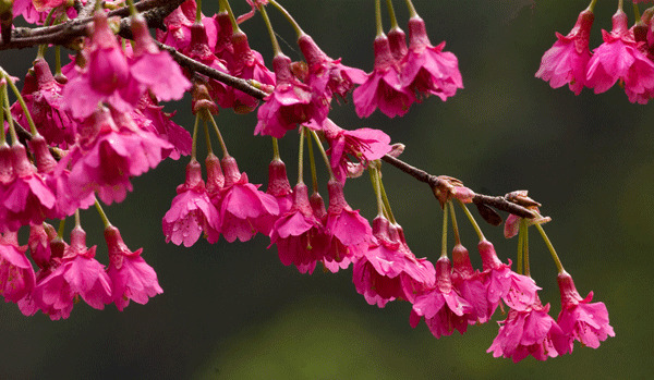 山樱花