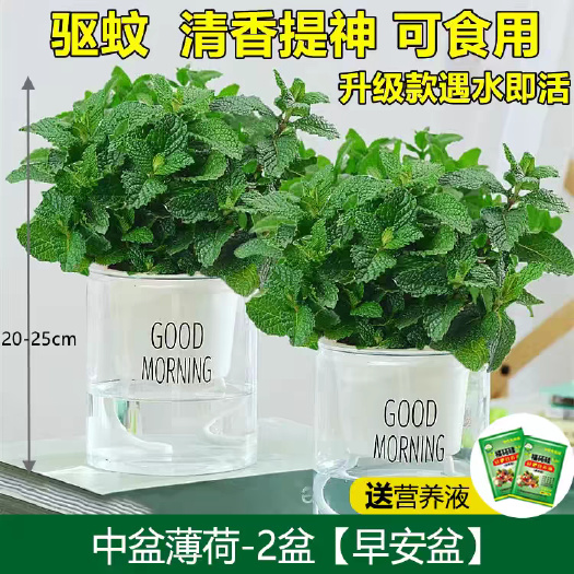 广州薄荷盆栽可食用薄荷叶苗驱蚊草水培好养花卉室内绿植物