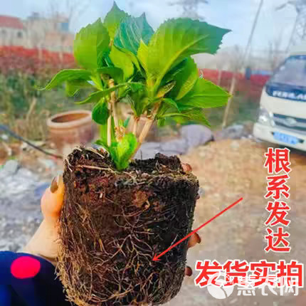 绣球花苗老桩大苗四季开花阳台带花无尽夏庭院耐寒树苗盆栽植物卉