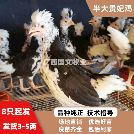 南宁脱温鸡苗  半大贵妃鸡苗 （3-5两发货）疫苗齐全 全国发货