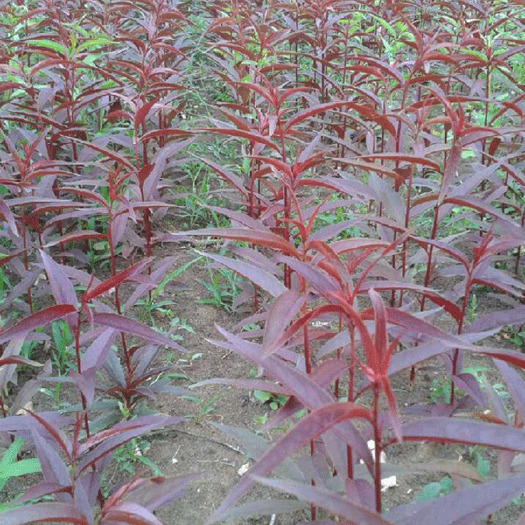 东光县紫叶碧桃