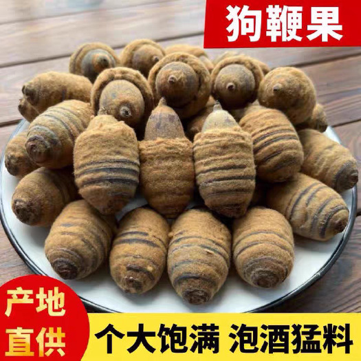 亳州狗鞭果中药材 风流果  毛毛果 男人泡酒中药材规格齐全