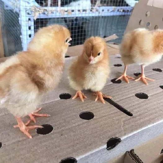 衡阳海兰褐蛋鸡苗