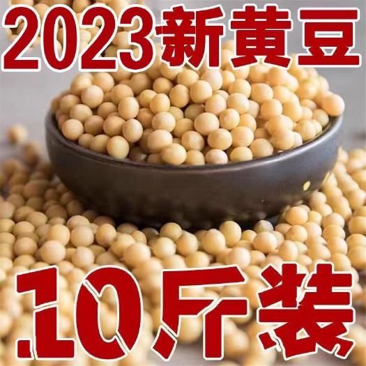 23年新豆东北黑龙江黄豆农家自产五谷杂粮豆浆豆芽非转基因黄豆