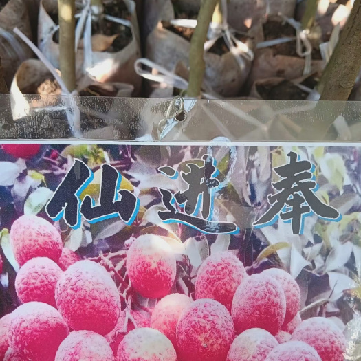 灵山县荔枝树苗，妃子笑，糯米糍，桂味，仙进奉，冰荔，荔枝王，等等