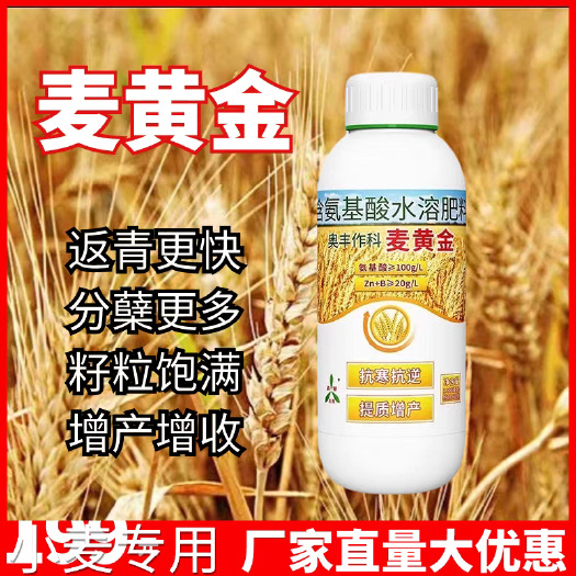 鄄城县麦黄金小麦增产叶面肥促进分蘖灌浆促进返青抗病抗倒伏穗大粒饱