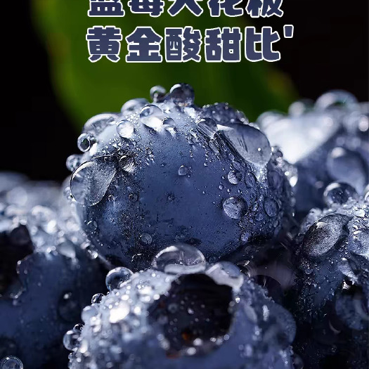 昆明蓝莓