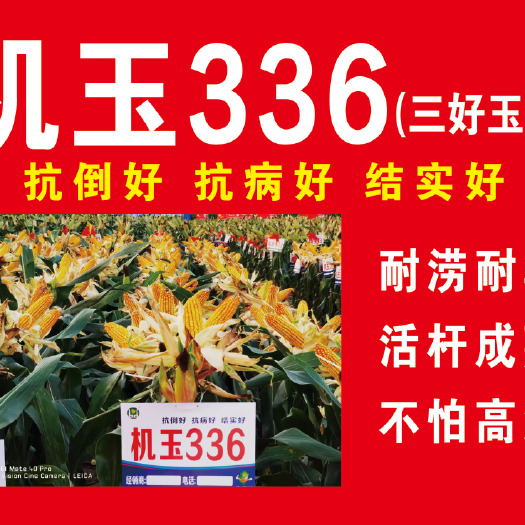 菏泽高产大棒优质多抗棒大粒深最新审定玉米种机玉336