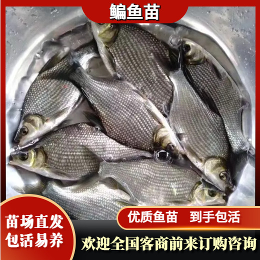 重庆市鳊鱼苗，基地孵化，无病无伤，抗病生长快，存活率高，规模养殖
