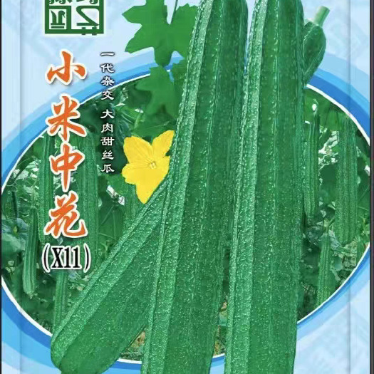 南宁小米中花大肉甜丝瓜 耐寒 早熟 瓜身饱满 口感爽甜
