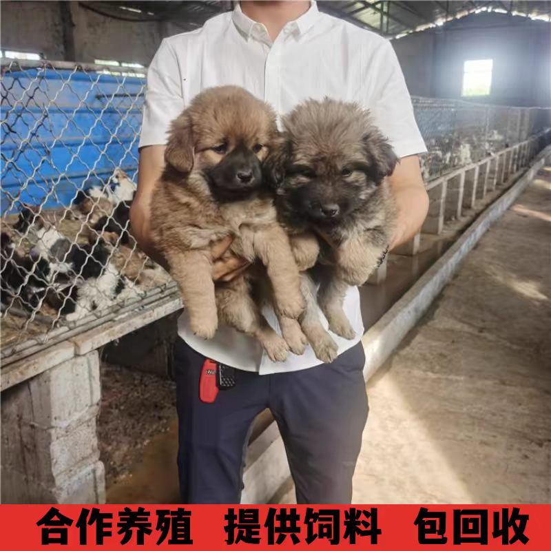 大型肉狗活苗活体小肉狗改良苗养殖肉狗土狗巨型肉狗苗出售狗狗崽