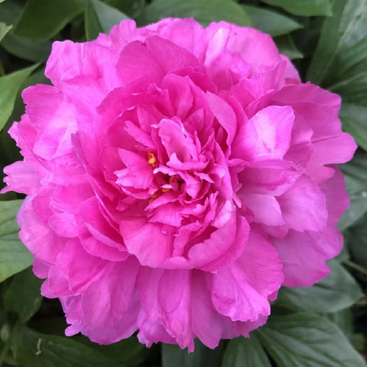 芍药花苗根块四季开花花卉带芽重瓣花根阳台盆栽庭院植物园艺种植