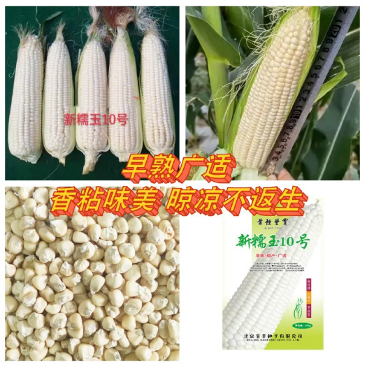 夏邑县新糯玉10号白甜糯玉米种子，早熟69天，甜糯可口，不返生