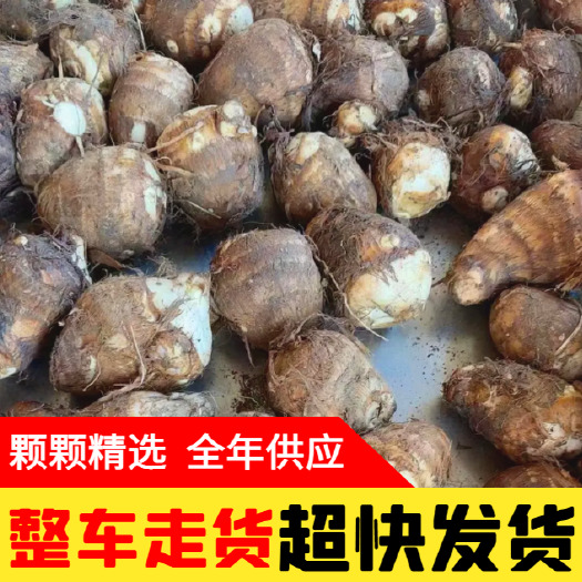 莒县芋头 毛芋头 大量有货 快速发货 全年有货