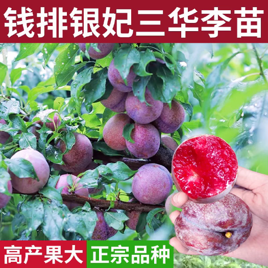 兴业县李子树苗三华钱排银妃蜂糖红心青李子嫁接盆地栽南北方种植果树苗