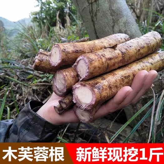 仁化县新鲜芙蓉根500g包邮木芙蓉花根中草药醉芙蓉根华木拒霜