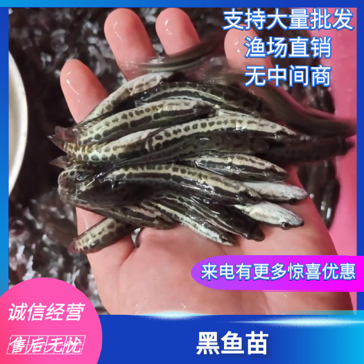 南宁乌鳢苗 黑鱼苗，良种快大生鱼苗，品种健康快大一手货源量大优惠