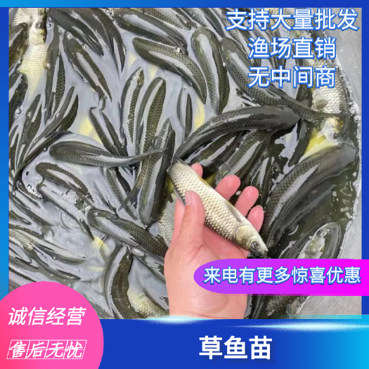 南宁草鱼苗，优质快大草鱼苗，抗体强耐运输，场地直销量大优惠
