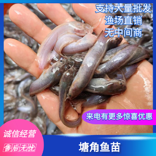 南宁鲶鱼苗  塘角鱼苗  三黄土塘角鱼苗，品种优良健康快大，养殖