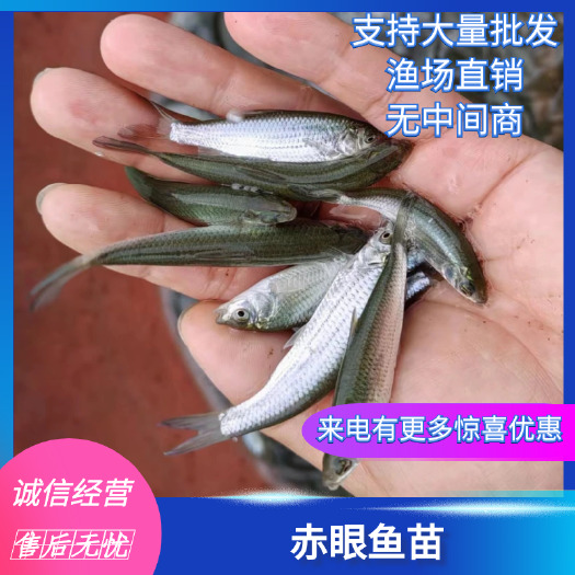 南宁赤眼鳟鱼苗，优质快大苗，适应能力强，抗体强，场地直销