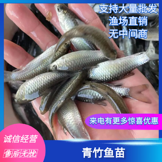 南宁光倒刺鲃鱼苗 青竹鱼苗，黄脸青竹优质良种苗，一手货源场地直销