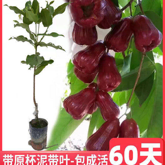 兴业县莲雾树苗嫁接黑糖芭比黑金刚四季新品种南方果苗庭院地栽带土