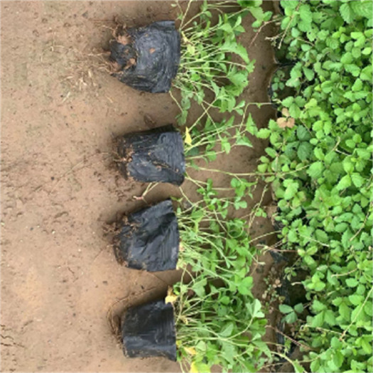 青州市蛇莓杯苗 多年生草本植物 宿根地被时令草花种植基地