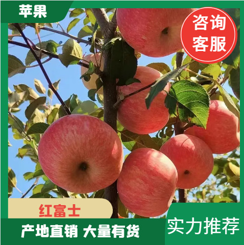 ［精品］山东红富士苹果 产地供应价格合理 口感脆甜 品质保障