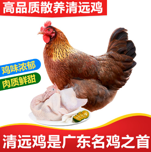 佛山清远鸡 源头直供走地鸡 原产地土鸡 清远母鸡批发
