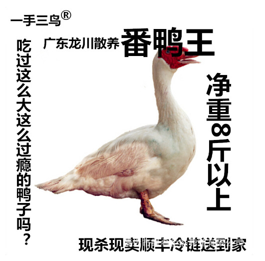 佛山白条番鸭 公母番鸭 黑番鸭均有 冷链物流发全国