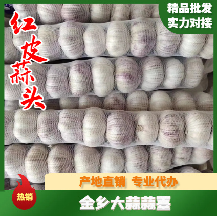金乡县金乡大蒜，本公司专业储存大蒜，代收，代存，代发全国各地市场