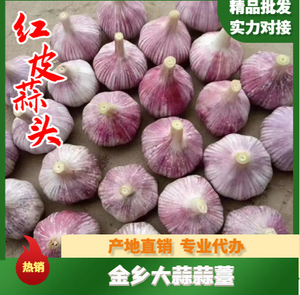 金乡县红皮蒜  专业储存大蒜，代收，代存，代发全国市场