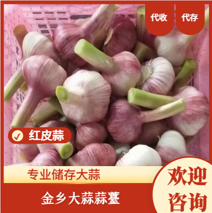 金乡县红皮蒜  专业储存大蒜，代收，代存，代发全国市场