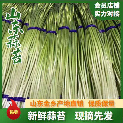 金乡县红帽蒜苔 专业储存蒜薹，代发全国市场