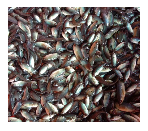 过山卿攀鲈三毛鱼双飞鱼海南婆婆双鳗鱼苗