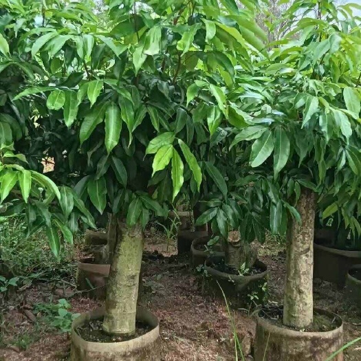 高州市高州妃子笑圈枝苗