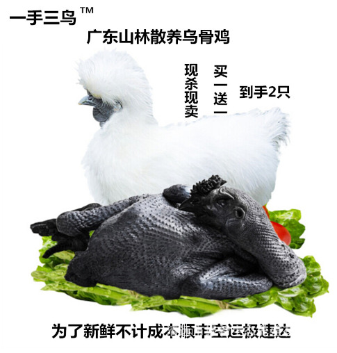 佛山乌鸡 竹丝鸡乌骨鸡批发工厂每天屠宰2-3万羽可以斩块泰和乌鸡