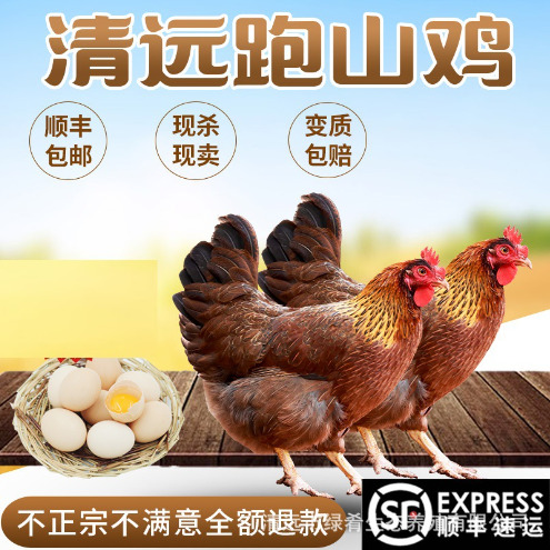 佛山【绿肴乐】广东清远鸡散养210天土鸡老生整鸡老母白切走地鸡